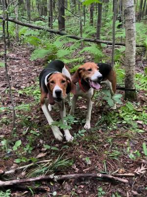 A post by @ericksons_walkerhounds on TikTok caption: Cant wait to get back in the woods! #whenthetailgatedropsthebullshitstops #onehellofalife #hounddogcountry #keepourheritagealive #thisiswhatilivefor #nootherway 