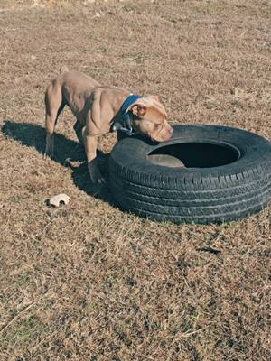 A post by @cannon_bulldogs on TikTok caption: she isnt finished growing yet 😃#bulldog #cannonbulldogs #oldeenglishbulldogge #pets #dogs 