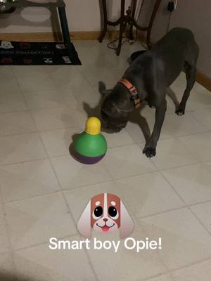 A post by @misfitangelsdogrescue on TikTok caption: Opie! One smart boy #detroit #stray #adoptdontshop #opie #fyp 