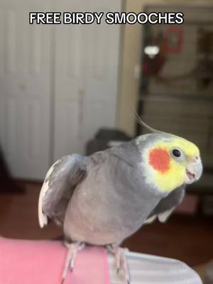 A post by @yumyumthetiel on TikTok caption: Yums was feeling generous #cockatiel #bird #yumyumthetiel #parrot #parrotsoftiktok #cockatielsoftiktok 