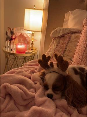 A post by @coquettecavalier on TikTok caption: santas little helper is taking a nap before her big day 🤍🎄