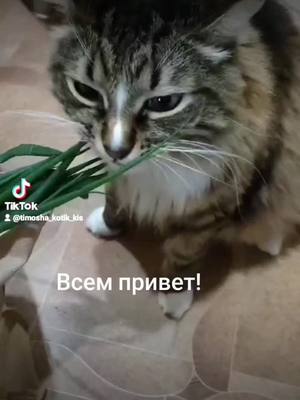 A post by @timosha_kotik_kis on TikTok caption: видео для пробы, получится ли опубликовать #тимоша #котик 