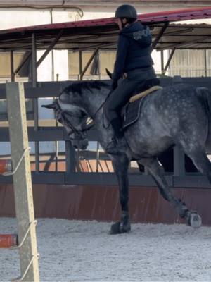 A post by @gandori on TikTok caption: Commero, 6-year-old breeding stallion (Comme il Faut X Corofino) 🩶 #tophorse #showjumping #showjumper #showjumpinghorse #equestrian #equestrianlife #younghorse #training 