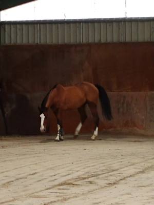 A post by @terredesportequestre on TikTok caption: va t il se rouler ou pas ? #equitation #cheval #horse 