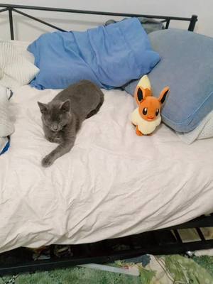 A post by @raisingbabyyoda on TikTok caption: Eevee and her Friend #eevee #foryoupage 