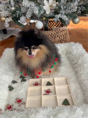 A post by @mochapom on TikTok caption: Tic tac toe with Mocha 🤯 #dog #pomeranian 