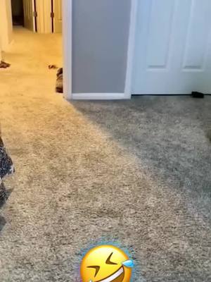 A post by @the_birds_channel on TikTok caption: #dog #pet #animal #voiceover #funny #funnyvideos #foryou #viral