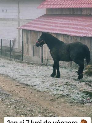 A post by @jm2308.1 on TikTok caption: De vânzare armăsar de un an si 7 luni 