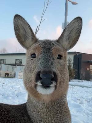 A post by @deinetierwelt_official on TikTok caption: Hey! Wir wollten Dir nur einen guten Rutsch und entspannten Start ins neue Jahr wünschen 🥰🎊💕 🎥 @alwayscuteeeee #tierliebe #niedlichestier #cuteanimal #deinetierwelt