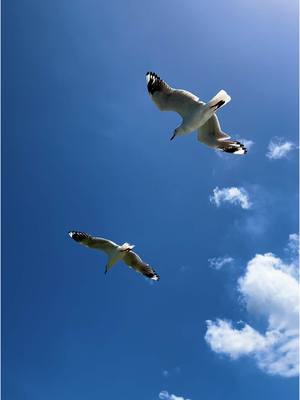 A post by @x7sinxx on TikTok caption: 😎 #CapCut #fypspotted #fyp #fypシ #tiktokviral #fypシ゚viral #tiktoker #sydney #FYP #travel #fy #nature #bird #seagull 