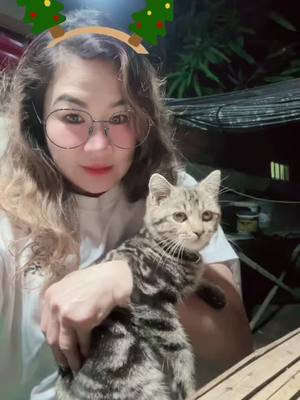 A post by @_yniz22 on TikTok caption: #sweetandfunny❤️ #ilovetiktok❤️ #justwatchplease #catsoftiktok 