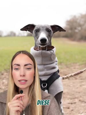 A post by @deinetierwelt_official on TikTok caption: Wintermantel für Hunde? Diese Rassen sollten unbedingt einen tragen! Part 2 🐕🧥  Manche Rassen frieren ohne Schutz! 😔 Aber Achtung: Einige gehören leider zu den Qualzuchten – weil ihr Fell oder Körperbau ihnen schadet. Bitte informiere Dich gut, bevor Du einen Hund adoptierst. ❤️ #hundeliebe #qualzucht #haustierpflege #hundehaltertipps #winterhunde