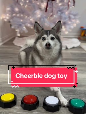 A post by @sapphie_the_pomsky on TikTok caption: Unwrap Christmas Magic. Gifting joy from @Cheerble ! Get 20% OFF Sitewide and Free gifts with orders over $100 during the Christmas Sale.  Use my code 05SAPPHI to get an extra 5% discount! Link in bio💙 #cheerble #dogtoys #interactivedogtoys #wickedballair #unwrapmagic #merrychristmas #giftingseason #holidayseason #dogs #pomsky 