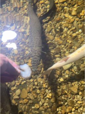 A post by @cowturtle on TikTok caption: GAR WEEK GAR WEEK GAR WEEK Day 5 the last #lepisosteus the spotted gar!  Checkout @Solomon David and @GarLab for more gar content! 