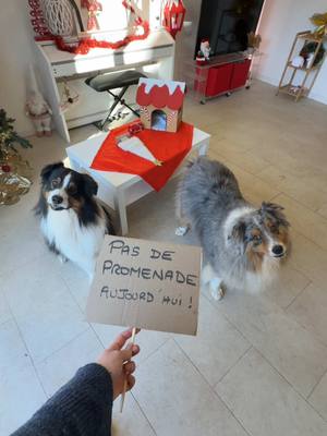 A post by @lapattenchantee on TikTok caption: Jour 20 🐕 Mélody et Opus sont privés de sortie ! Enfin c’est ce que les lutins farceurs ont décidé 😳 #chien #lutinfarceur #noel 