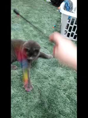 A post by @raisingbabyyoda on TikTok caption: Gimme 🌈 #catsofTiktok #foryoupage 