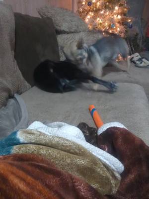 A post by @carolinacreekkennels on TikTok caption: Haleth and Frigg got one on one time to play today. This went on for 20 minutes before they both just laid down and started kicking each other because they were too tired to do anything else. #cattledog #vallhund #crazydog #dogsofttiktok 