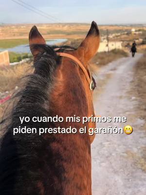 A post by @sallylopez66 on TikTok caption: Jefeson  #caballostiktok #garañon #cuadra #bendicion #caballos #viralvideos #cuartodemilla #quebendicion #viralvideotiktok #caballosfinos #paratiiiiiiiiiiiiiiiiiiiiiiiiiiiiiii #viral_video #fyp 