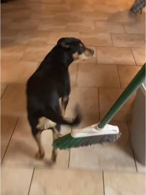 A post by @bewitched.nyx on TikTok caption: truly dont knkw where she got broom trauma from but 😭 #dog#dogsoftiktok#lgbt#lgbtq#wlw