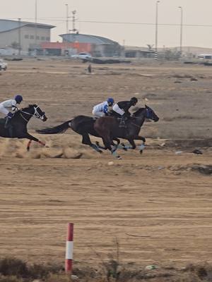 A post by @horse_3lovers on TikTok caption: #العقرب VS #مكسموس VS#بلاك  #اكسبلور #خيل_المذبح🔥🐴 