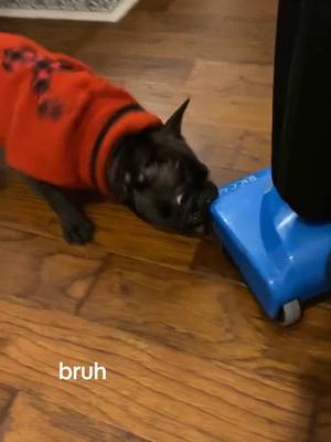 A post by @elliestanek6 on TikTok caption: hatred #frenchie #frenchiesoftiktok #frenchbulldog 