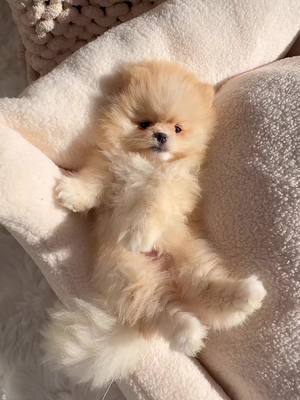 A post by @pomeraniamania on TikTok caption: ALL I WANT FOR CHRISTMAS 🎄 IS YOOUUUUU 