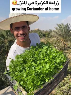 A post by @ahmed_alsamalosy on TikTok caption: زراعة الكزبرة في المنزل 🌿🥰 growing coriander at home 