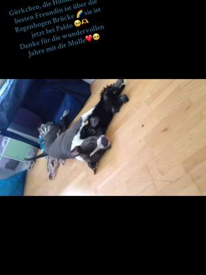 A post by @baby_elchapo on TikTok caption: Gürkchen Ruhe in Frieden 🥺🌈❤️ beste Zwergschnauzer der Welt ist jetzt bei Pablo im Hindehimmel 🥺🌈🥰 wir werden dich immer lieben Mulle 🫶❤️😪 #restinpeaceangel #reels #fyp #dogsoftiktok 