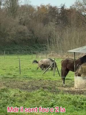 A post by @famillefavorelalicia on TikTok caption: Majestik et nuxo, le duo de la terreur mdr #cejour #pourtoi #majestik #poney #drole #jeu #duo #onadore #horse #mdr 