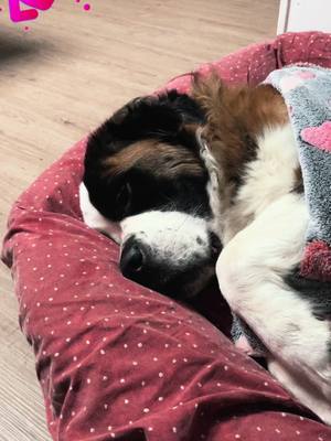 A post by @nathalieherbomel on TikTok caption: #maruby #saintbernard #fyp #CapCut 