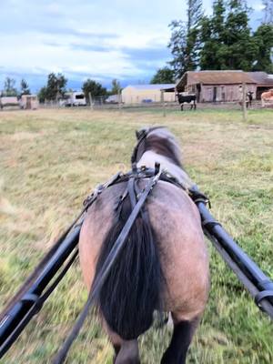 A post by @brennahardin1 on TikTok caption: Stealing the trend idea from a friend 🩷 after leaving some toxic things in life behind we are grinding! I cannot wait for what this next year has in store. I feel incredibly blessed for everyone thats in my barn🩷 #amha #amhr #foryou #foryoupage #miniaturehorses #newtrainer #firstyear #letsgetthisbread