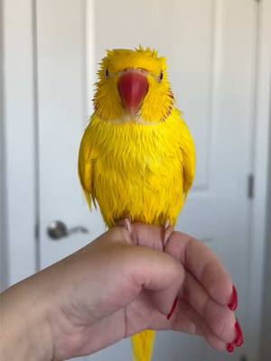 A post by @twinkietheparrot on TikTok caption: JUST A LIL YELLO PORCUPINE REPORTING 4 DUTY ON 2DAYZ EPISODE OF ~SEXII SATURDAY~ 🔥☕️🥵☀️🌶️ #CeleBIRDY #PamperedParrot #bird #parrot #birdtok #parrottok #birdsoftiktok #parrotsoftiktok #indianringneck #ringneckparrot #irn #birb #cute #banana #yellow #weekend #saturday #christmas #christmastime 