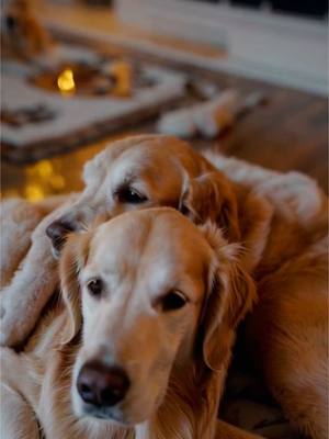 A post by @henry_and_friends on TikTok caption: The golden life I tell ya. #goldenretriever #holiday #christmas 