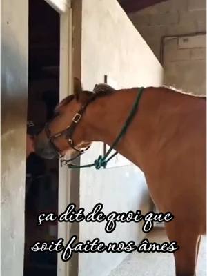 A post by @_manon.cln on TikTok caption: Tu m’as sauvé toi aussi❤️‍🩹 mon âme sœur❤️ #amesoeur #horselove #thispony #horse #pourtoi #fybシ #foryourpage 