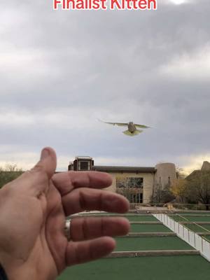 A post by @tiktokbirdwhisperer on TikTok caption: America’s Got Talent #agt #americasgottalent #freeflight #parrotflying #cockatoo 