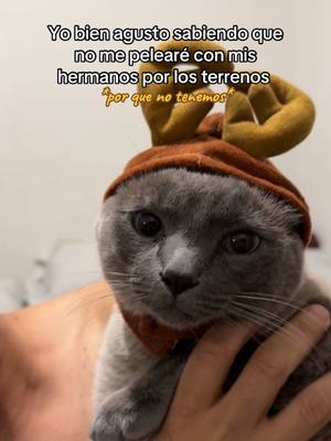 A post by @jonathanwaltonmartz on TikTok caption: La mera verdsd, y tambien por que tengo a los 3 mejores hermanos del mundo la NETFLIX #navidad #navidades #christmas #xmas #humorcomedia #comedy #cats #tiktokcats #hermanosbrothers #sisters #familiamexicana #navidadenmexico #fyp 