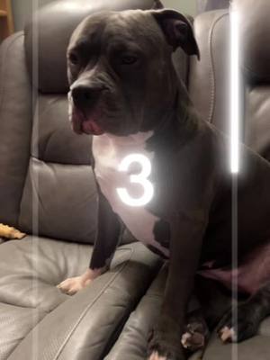 A post by @athenathebully0 on TikTok caption: ❤️#athena #athenathebully #bullybreeds #americanbully #standardbully #dogpeople #dogsoftiktok #puppy #cutepuppy #fyp #foryoupage #viralvideo 