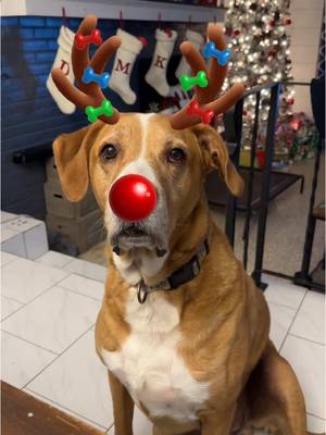 A post by @maligull88 on TikTok caption: Chase the Reindog! #reindeer #christmasdog #reindeerdog #sillydog #sillypooch #fyp #trend