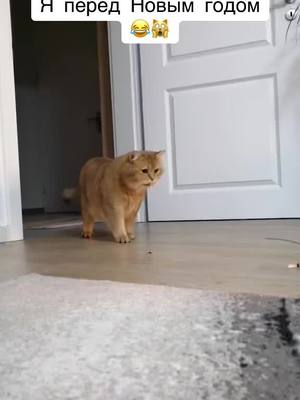 A post by @lililav19 on TikTok caption: Все перед Рождеством и оливье-наступлением🙀🤪🙀