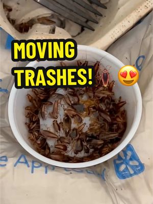 A post by @aurikatariina on TikTok caption: MOVING TRASHES!🪳 #roaches #cockroaches #freecleaning #deepcleaning #pestcontrol