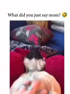 A post by @petcutefunny0 on TikTok