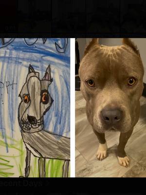 A post by @adoptingdogs on TikTok caption: A 3rd grader helps a very shy Pitbull find a forever family! @Lee Asher #rescue #dog #adoption #sanctuary #onedogatatime #pitbull