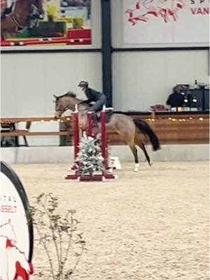 A post by @ikbeninneaangenaam on TikTok caption: Choco haar eerste wedstrijd rondje👌🏼😁 #jumping #younghorse #zangersheide #choco @SpecialStables 