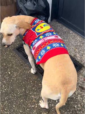 A post by @alanthewonkydog on TikTok caption: Just off for a Lidl walk! @LidlGB #christmasjumper #cutedog #proudtobeawonker #dogsoftiktok #alanmerch #weirdo #CapCut 