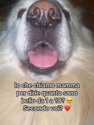 A post by @blancomaremmano on TikTok caption: Datemi un bel voto 🥺❤️ #dog 