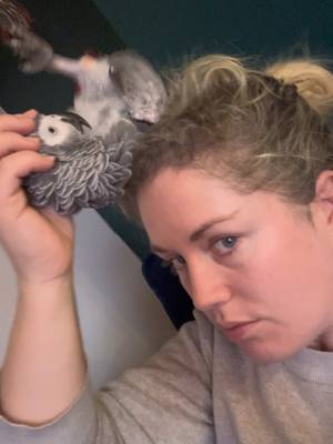 A post by @shelbythemacaw on TikTok caption: My African Grey parrot Sammie laufhs at herself after falling off my head 😂😂 #animallove #viral #fyp #parrot #birds #parrothusbandry #shelbythemacaw 