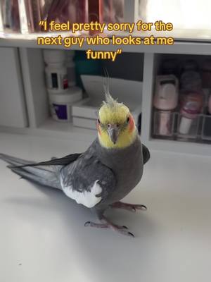 A post by @yumyumthetiel on TikTok caption: He’ll fight a full grown man but hair clips are out of the question #cockatiel #parrot #bird #yumyumthetiel #parrotsoftiktok #cockatielsoftiktok 