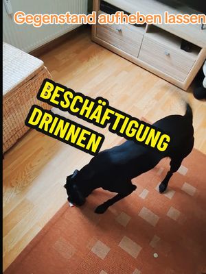 A post by @bibiundkunik on TikTok caption: Beschäftigung für drinnen  #beschäftigung #bibi #kunik #labrador #gundog  #workingdog #workinglabs #workinglabrador #fieldtraildog #fieldtraildogs #fieldtrailer #retriever #hunde #dogs #followme #fyp #fypg #foryou #follow4follow #dummytraining  #hundetraining #hundeausbildung  #DogTraining #dogfriends  #dogcontent #hundecontent #hundekontent