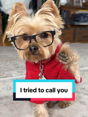 A post by @wafflestheyorkie on TikTok caption: Are you let it go to voicemail or answer the phone kind of person? I am definitely a let it go to voicemail. #yorkie #yorky #itriedtocallyou #yorkshireterrier