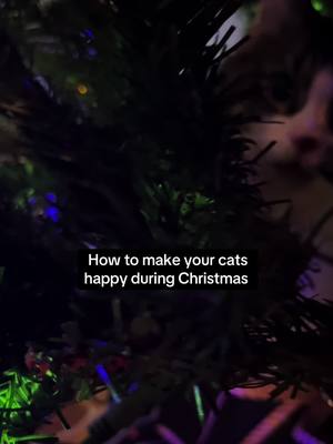 A post by @catnamedpawl on TikTok